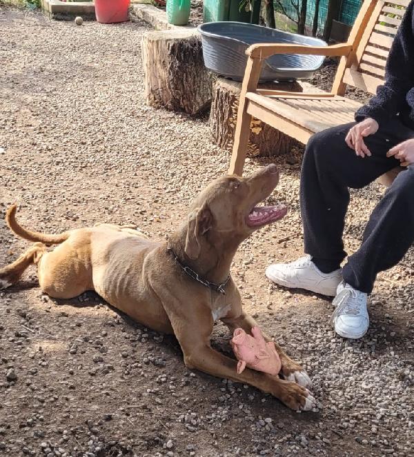 Zoro, splendido simil Pitbull Red Nose Foto 3